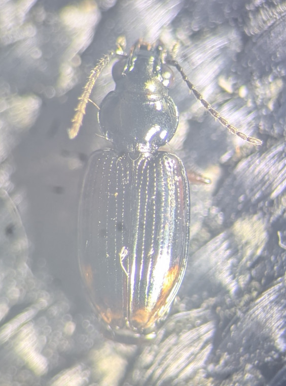 Bembidion aeneum Copyright: Robert Smith