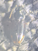 Bembidion aeneum