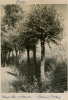 Roding Valley Wayside Willows Photograph dated 20 March 1946