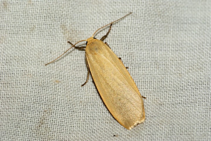 Buff Footman 2 Copyright: Ben Sale