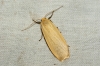 Buff Footman 2 Copyright: Ben Sale