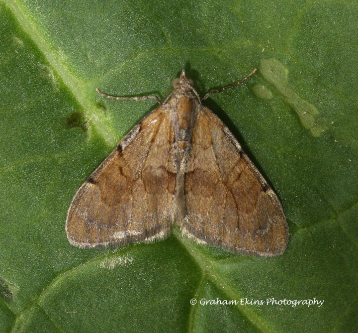 Pennithera firmata  Pine Carpet Copyright: Graham Ekins