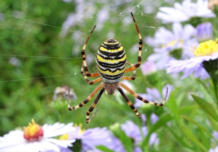 Wasp Spider on Michaelmas Daisies Copyright: Raymond Small