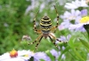 Wasp Spider on Michaelmas Daisies