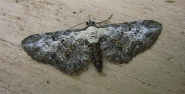 Bordered Pug1 Copyright: Stephen Rolls