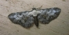 Bordered Pug1 Copyright: Stephen Rolls