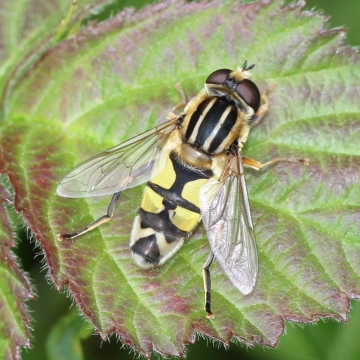 Helophilus trivittatus 2 Copyright: Geoff Vowles