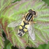 Helophilus trivittatus 2