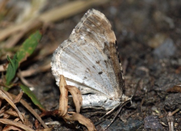 Silver-ground Carpet 4 Copyright: Ben Sale