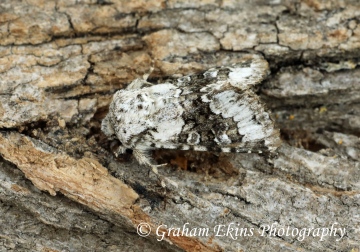 Hecatera bicolorata  Broad-barred White Copyright: Graham Ekins