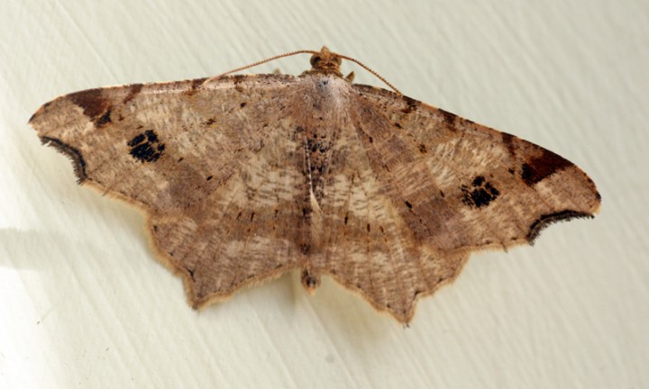 Peacock Moth 3 Copyright: Ben Sale