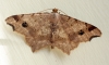 Peacock Moth 3