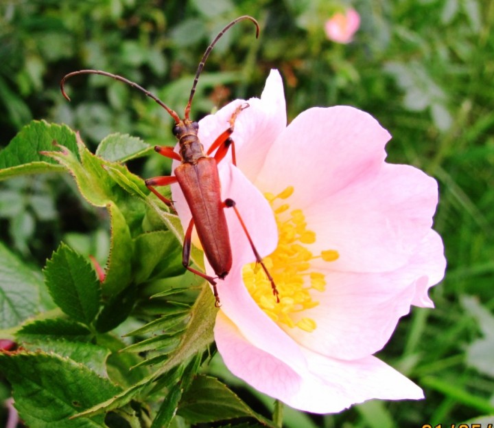 Varibale Longhorn Beetle Copyright: Graham Smith