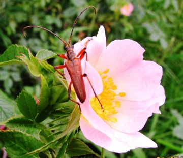 Varibale Longhorn Beetle Copyright: Graham Smith