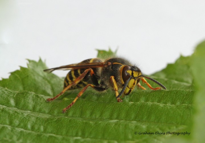 Dolichovespula media Copyright: Graham Ekins