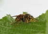 Dolichovespula media