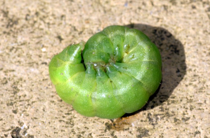 Angle Shades caterpillar Copyright: Ben Sale