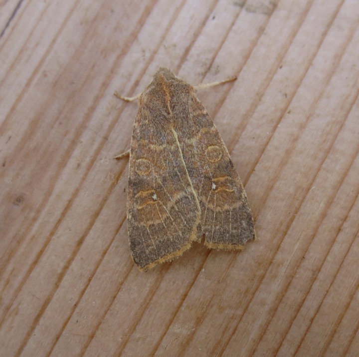 Pale-lemon Sallow 1 Copyright: Stephen Rolls