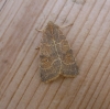 Pale-lemon Sallow 1 