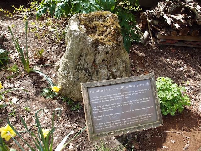 Jurassic fossil tree stump by Thorndon Visitor Centre Copyright: Gerald Lucy