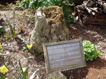 Jurassic fossil tree stump by Thorndon Visitor Centre Copyright: Gerald Lucy