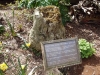 Jurassic fossil tree stump by Thorndon Visitor Centre
