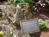 Jurassic fossil tree stump by Thorndon Visitor Centre 