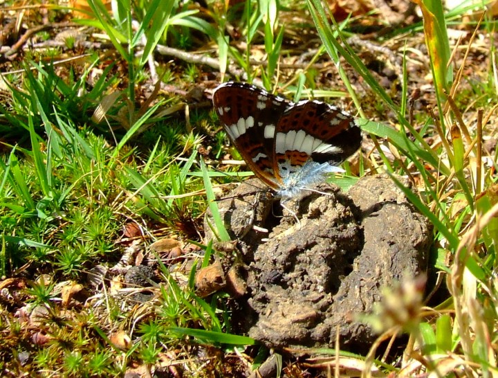 white admiral Copyright: Hazel Robson