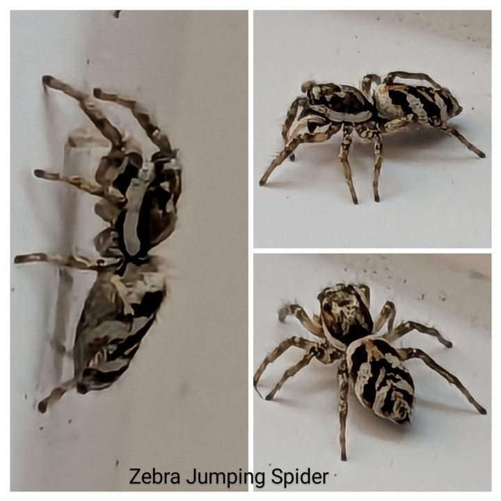 Zebra Spider Copyright: Peter Pearson