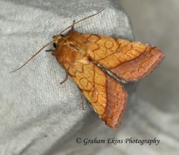 Bordered sallow  (Pyrrhia umbra) 2 Copyright: Graham Ekins