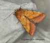 Bordered sallow  (Pyrrhia umbra) 2 