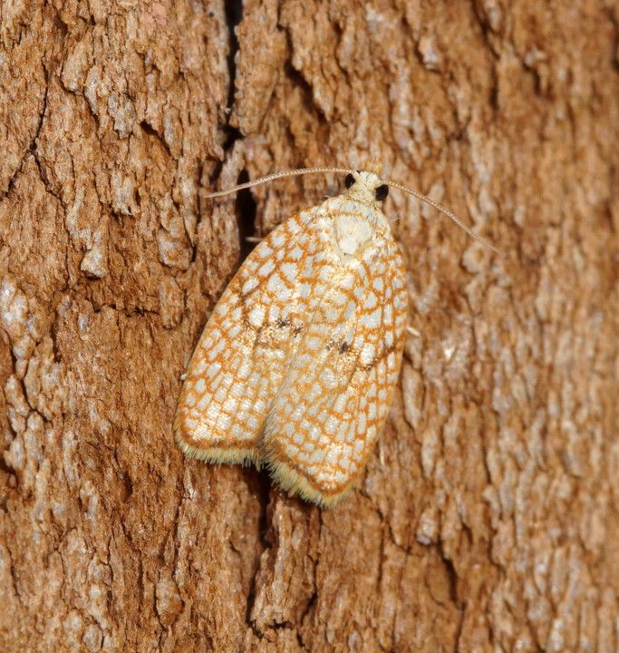 Acleris forsskaleana 3 Copyright: Ben Sale