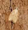 Acleris forsskaleana 3