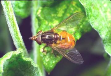 Rhingia campestris view Copyright: Peter Harvey