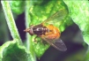 Rhingia campestris view 