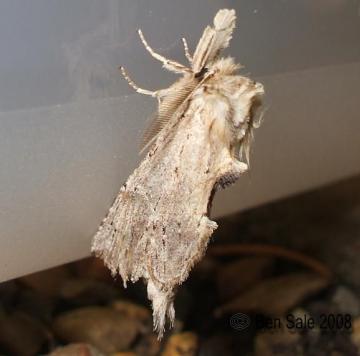 Pale Prominent Copyright: Ben Sale