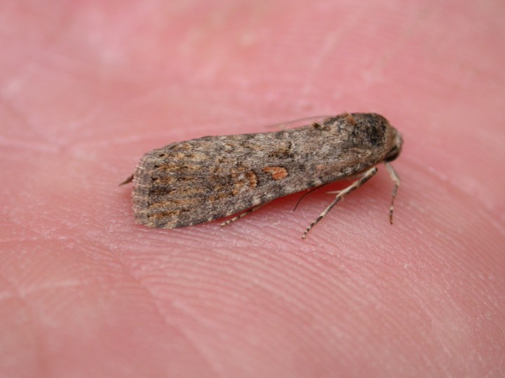 Small Mottled Willow 1 Copyright: Clive Atkins