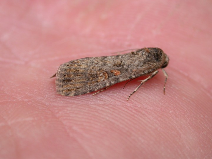 Small Mottled Willow 1 Copyright: Clive Atkins