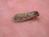 Small Mottled Willow 1 Copyright: Clive Atkins