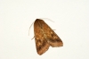 Scarce Bordered Straw 2 Copyright: Ben Sale