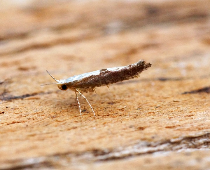 Argyresthia semifusca Copyright: Ben Sale