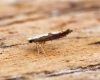 Argyresthia semifusca