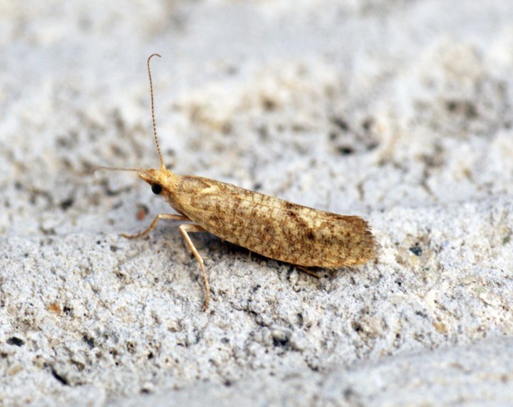 Ypsolopha alpella 1 Copyright: Ben Sale