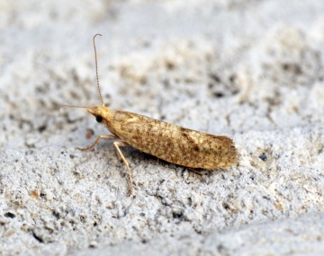 Ypsolopha alpella 1 Copyright: Ben Sale