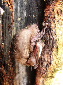 Hibernating Pipistrelle Copyright: Graham Smith