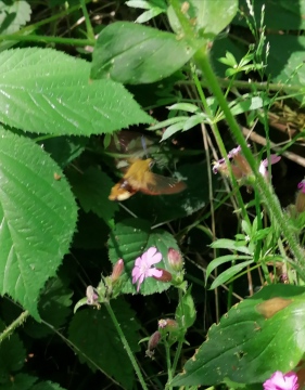 Broad Bordered Bee Hawk-moth Copyright: Gerry Slater