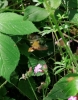 Broad Bordered Bee Hawk-moth Copyright: Gerry Slater