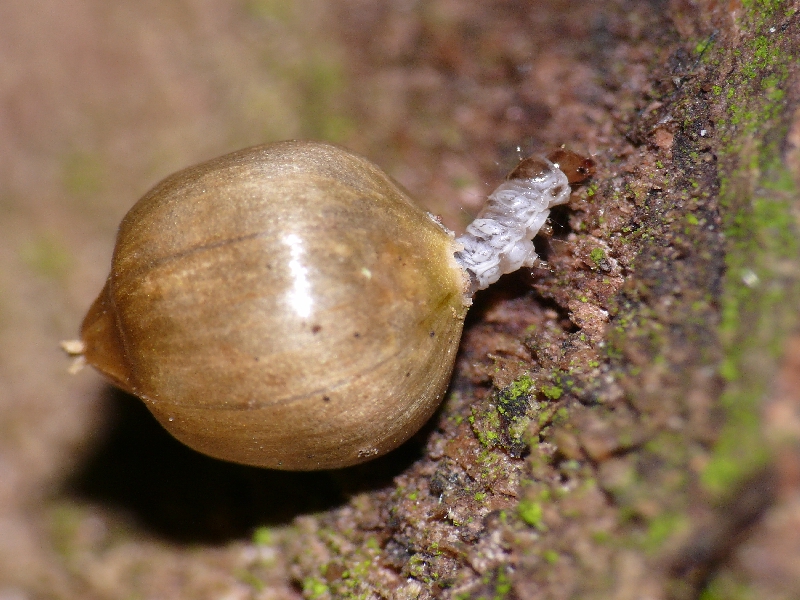 Metriotes lutaria larva with Stitchwort seed capsule. Copyright: Peter Furze