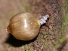 Metriotes lutaria larva with Stitchwort seed capsule.