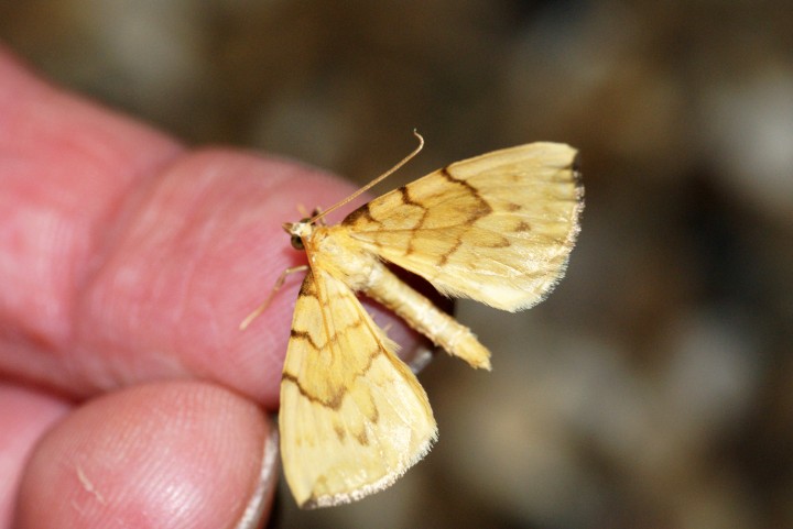 Barred Straw Copyright: Ben Sale